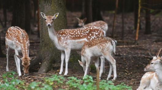 Лесной зоопарк