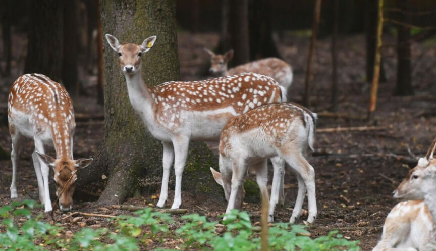 Лесной зоопарк